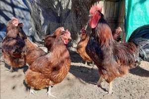 Rhode Island Red Chickens For Sale