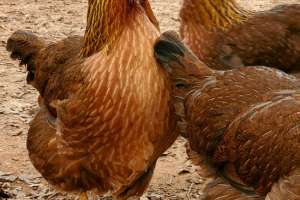 Welsummer Chickens For Sale