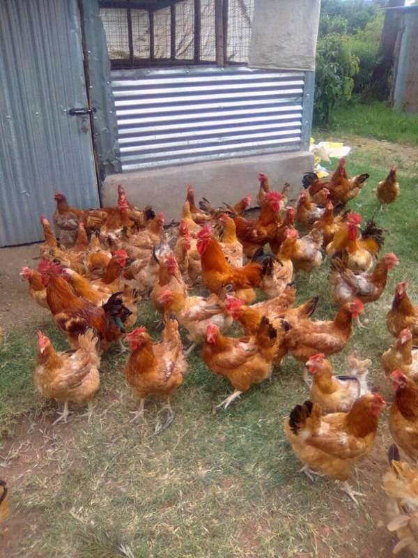 Lohmann Brown Chickens For Sale