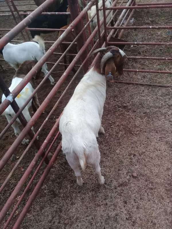 South African Boer Goats Supplier
