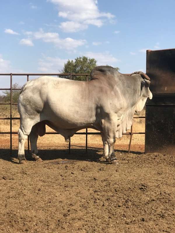 Cheap Price Brahman Bulls And Heifers