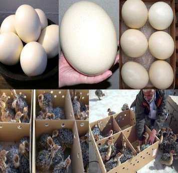 Ostrich Chicks , Fertilized Eggs,red And Black Neck Ostrich For Sale