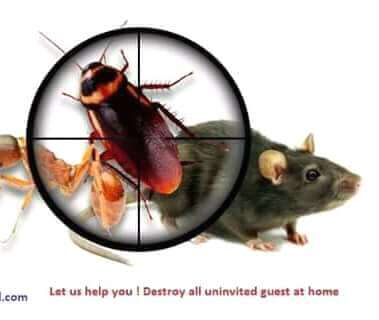 Pest Control Services