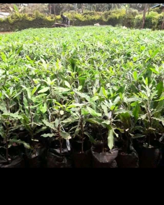 Macadamia Seedlings (beaumont Variety)