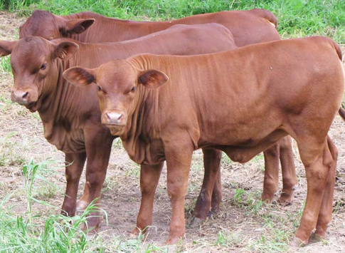 We Sell Top Quality Live Sheep, Goats And Cattle ( Steer, Cows & Calf)