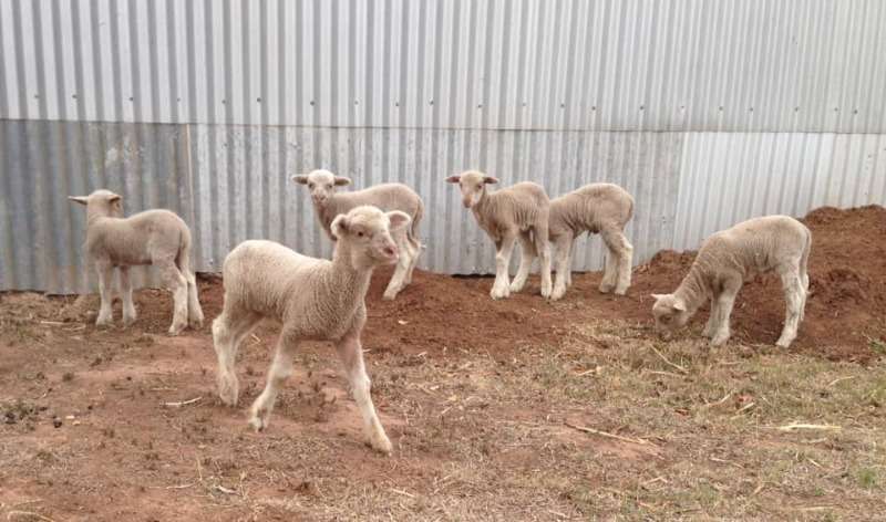 Available Lambs For Sale