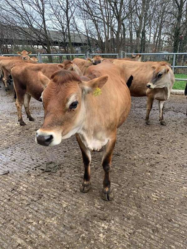 Jersey Cows For Sale