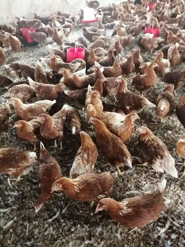 Point Of Lay Chickens Ready