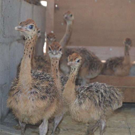 Ostrich Chicks , Fertilized Eggs,red And Black Neck Ostrich For Sale