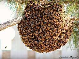 bee removal services