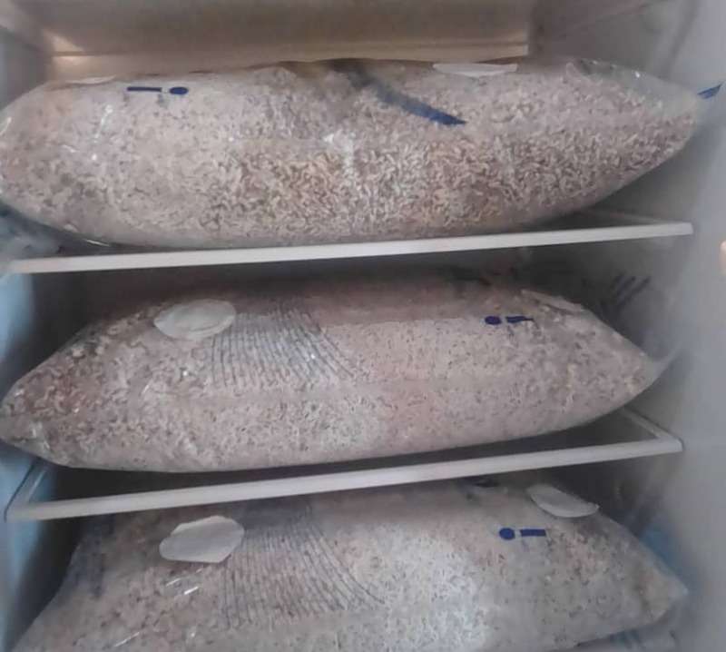 Mushroom Button Seeds