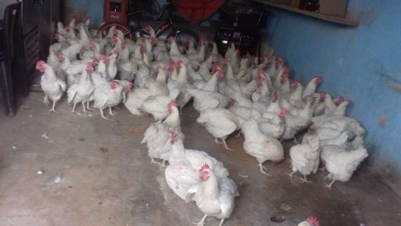 proe's live chickens for sale