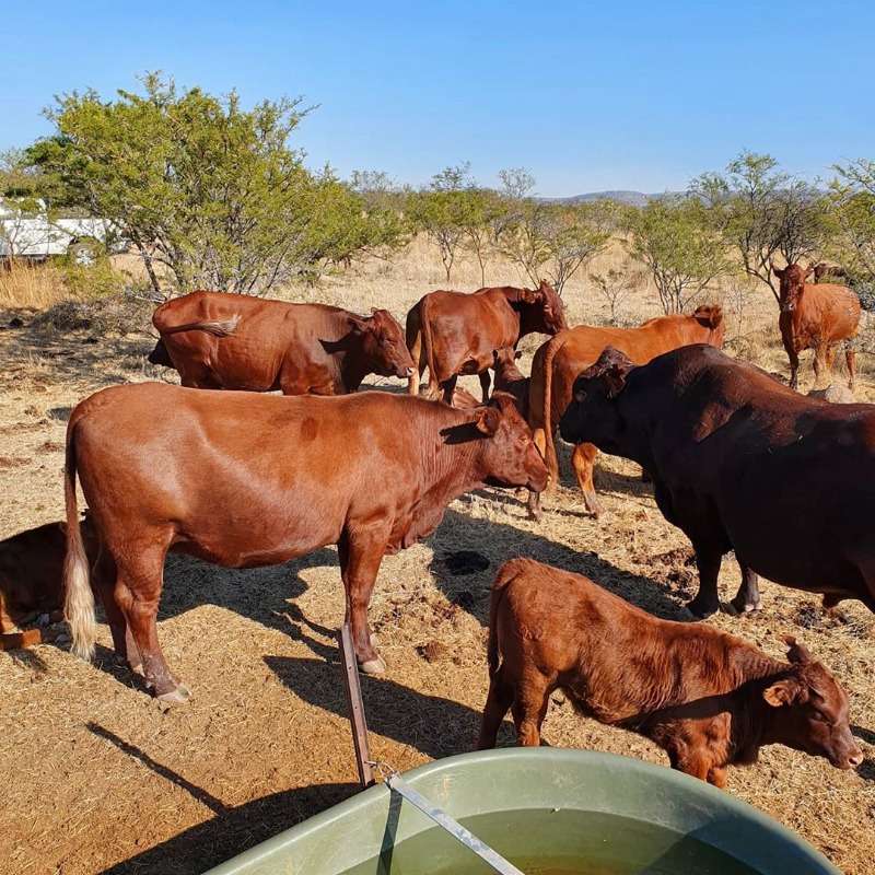 Bonsmara, Brahman And Nguni Cattle For Sale