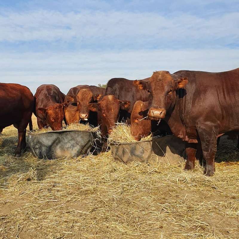 Bonsmara Cattle And Young Calves
