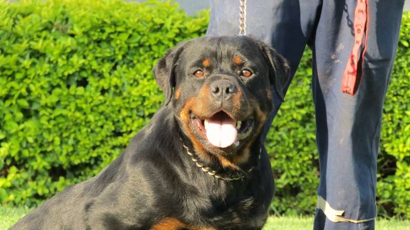 Kusa Registered Zimbabwean Produced Rottweiler Puppies