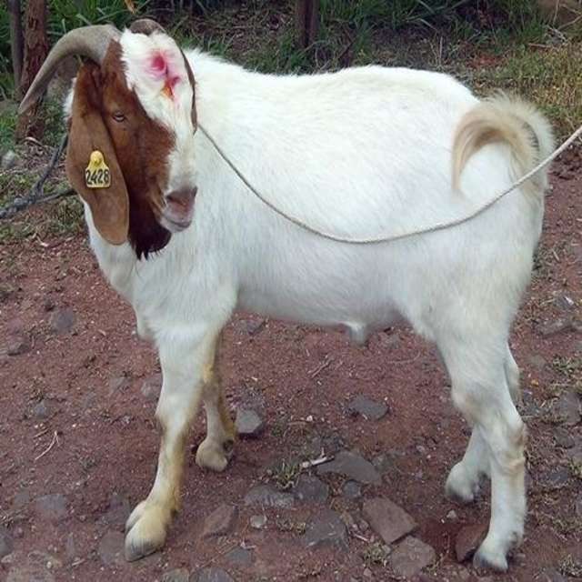 South African Boer Goat And Sheep Suppliers