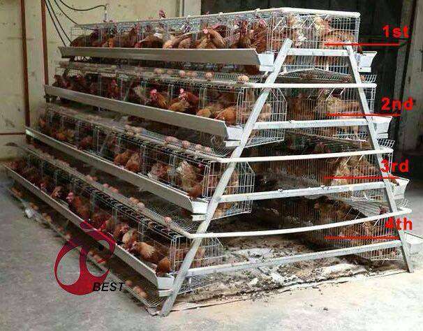 Chicken Layer Cages