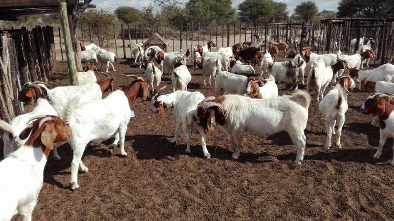 Buy Boer Goats Online