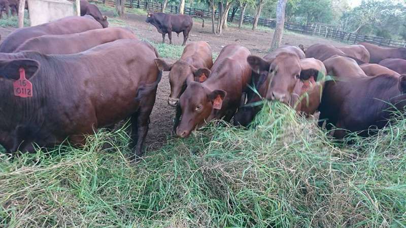 Bonsmara Cattle / Bonsmara Calves ... Whatsapp +27832458210