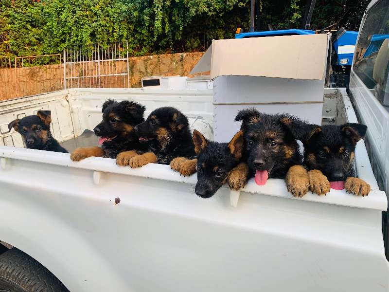 German Shepherd Puppies