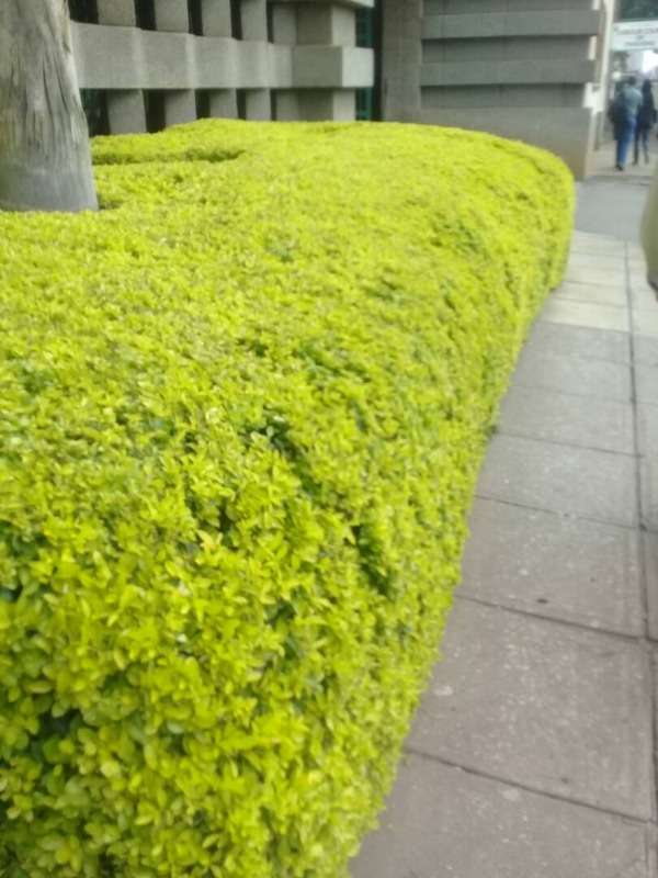 golden duranta plant