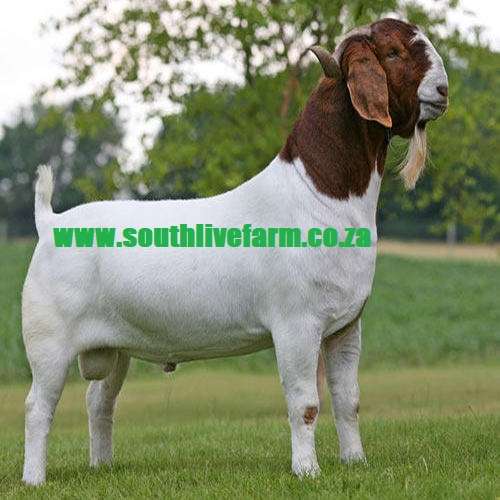 Boer Goats , Kalahari Red  Goats ,