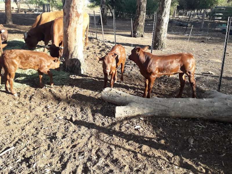 Bonsmara Cattle And Calves Online