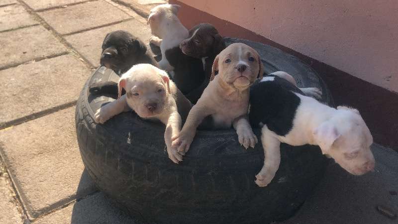 Purebred Pitbull Puppies