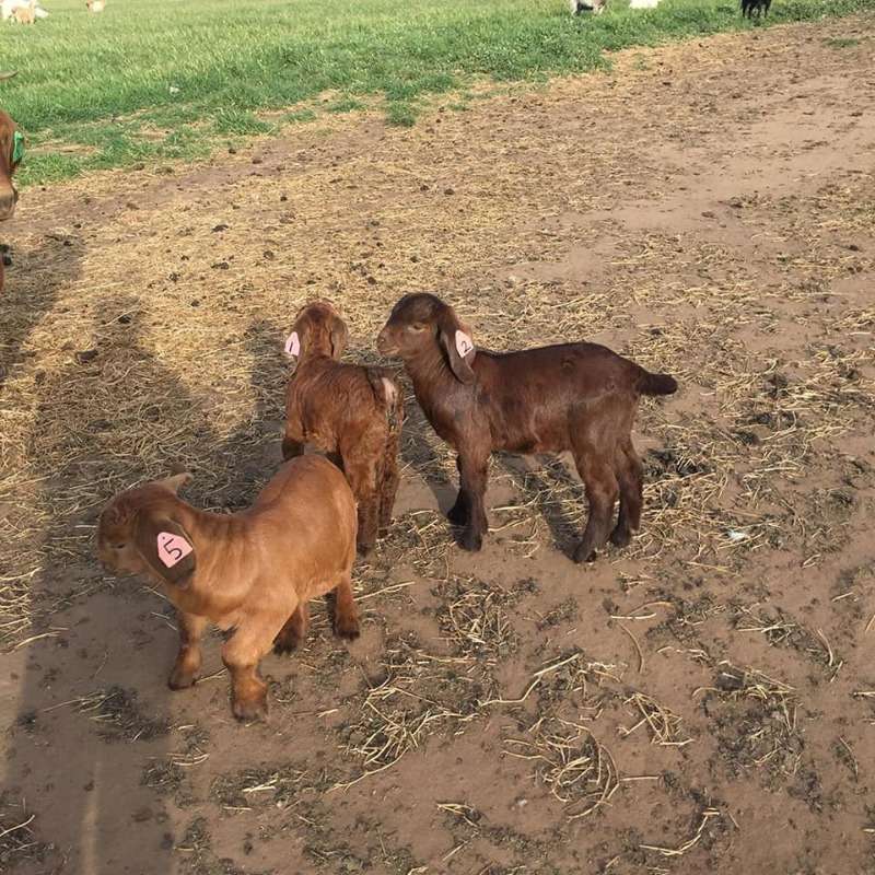 Kalahari Buck And Does Available