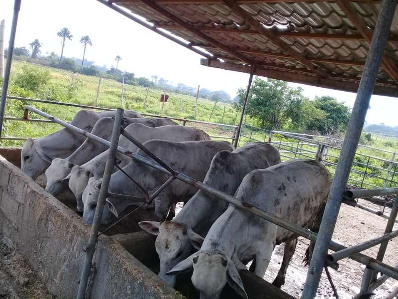 Cheap Price Brahman Bulls And Heifers