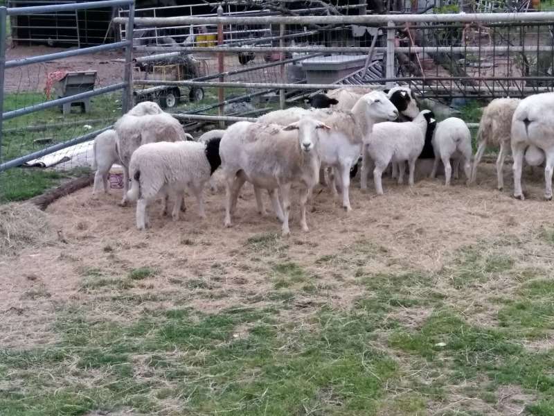 Sheep And Lambs For Sale Whatsapp +27734531381
