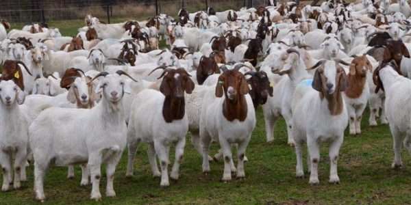 Boer Goats , Kalahari Red  Goats ,