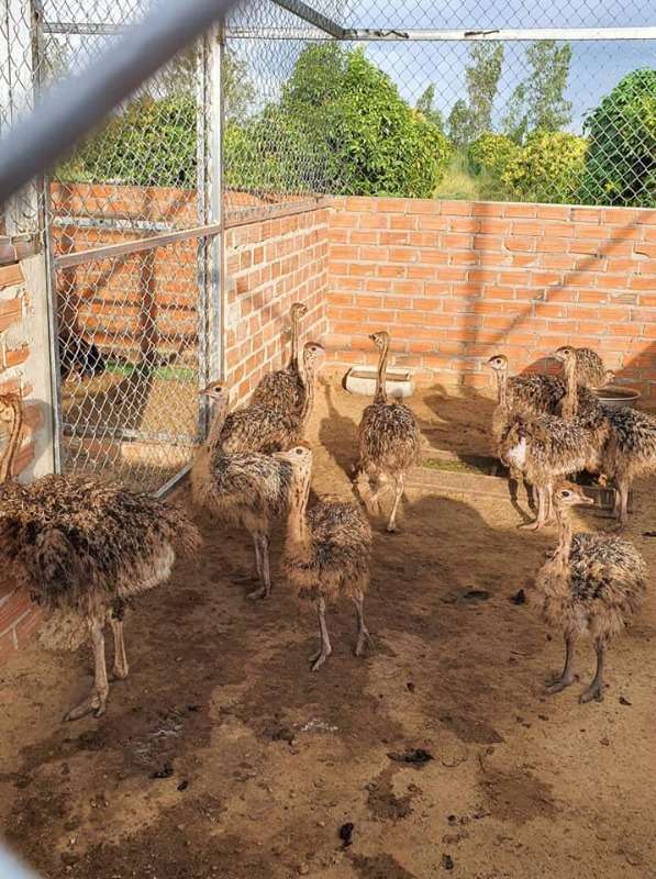Ostrich Chicks And Ostrich Eggs - Whatsapp +27832458210