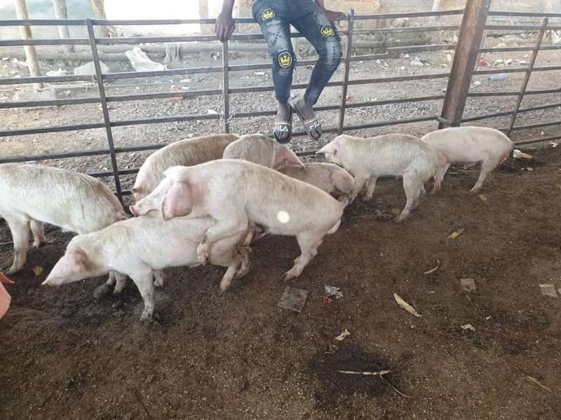 Large White Pigs For Sale