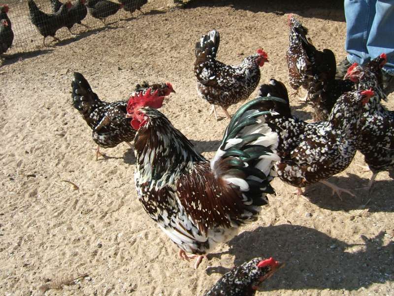 Speckled Sussex Chickens For Sale