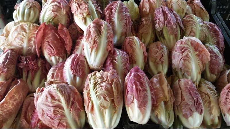 Pink Lettuce For Sale