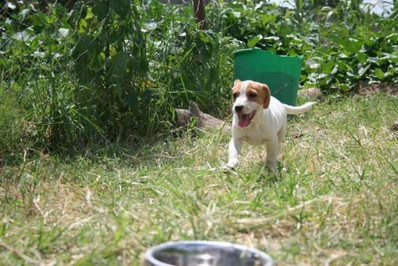 Jack Russel Ready For A New Home