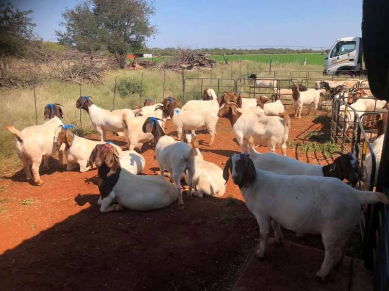 Boer Goats Stock Available