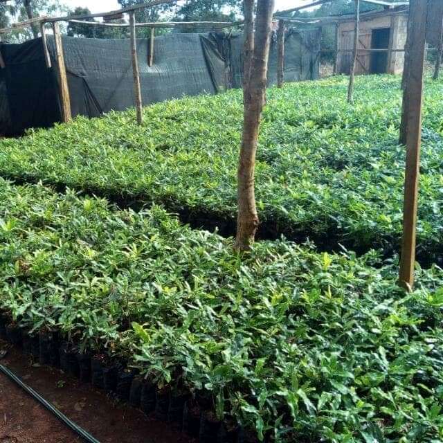 Macadamia Seedlings (beaumont Variety)
