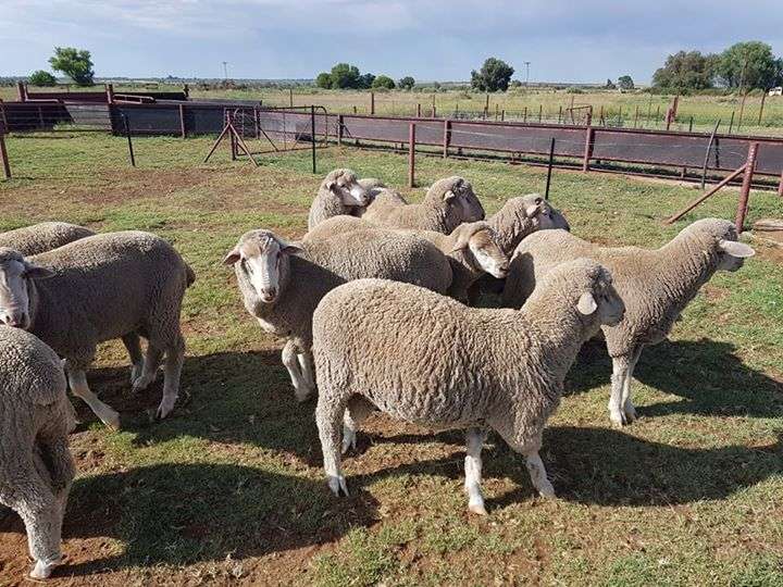 Available Lambs For Sale Online