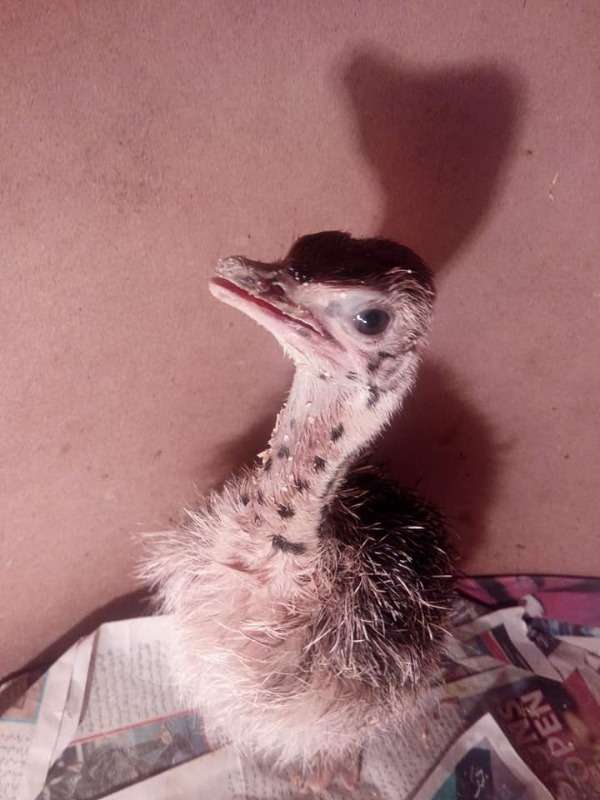 Buy Young Ostrich Chicks Online