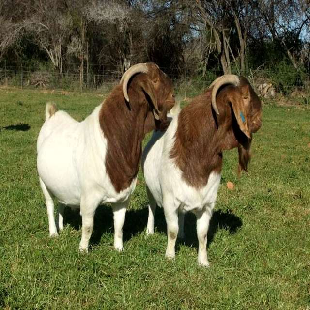 South African Boer Goat And Sheep Suppliers