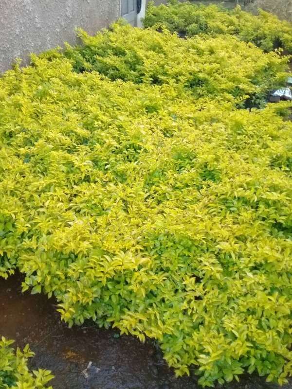 golden duranta plant