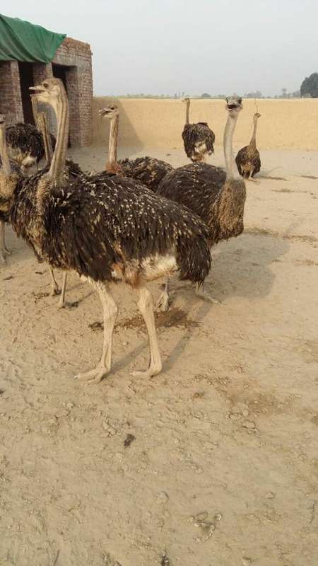 Buy Ostrich Chicks And Fertile Eggs Online