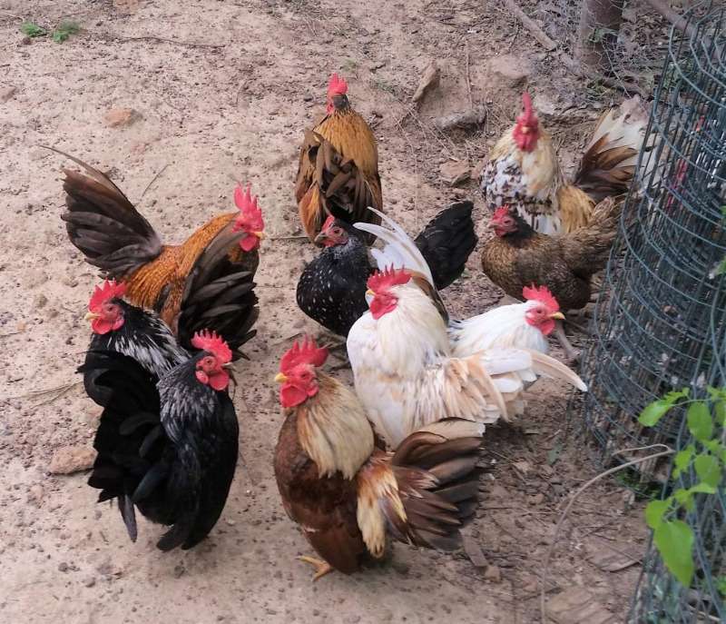 Chickens And Chicks For Sale Whatsapp +27734531381