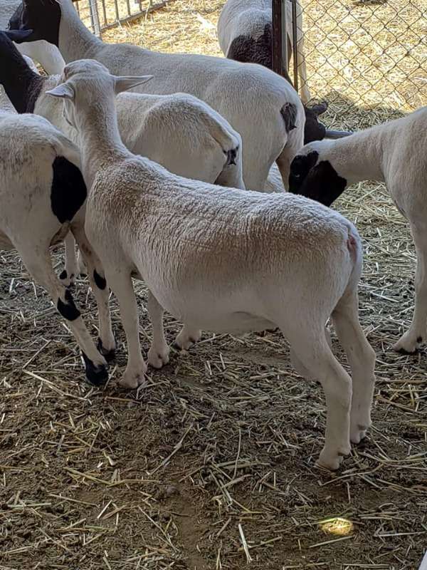 Dorper Rams And Ewes