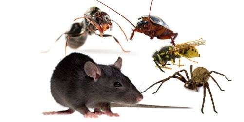 Pest Control Specialists Services Call +263717662305