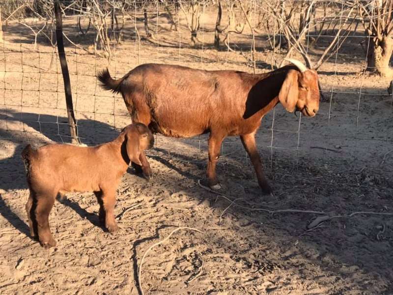 Buy Healthy Kalahari Goats Online