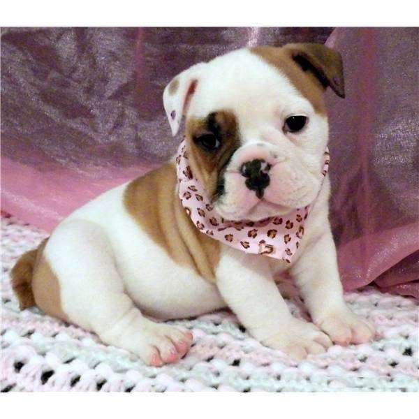 Cute English Bulldog Puppies For Sale