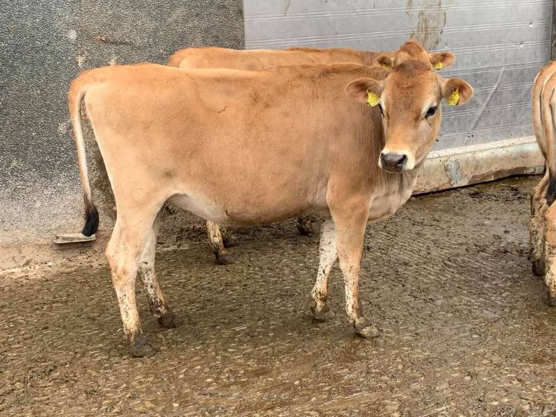 Jersey Cows For Sale
